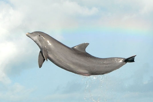 Dolphin Research Center